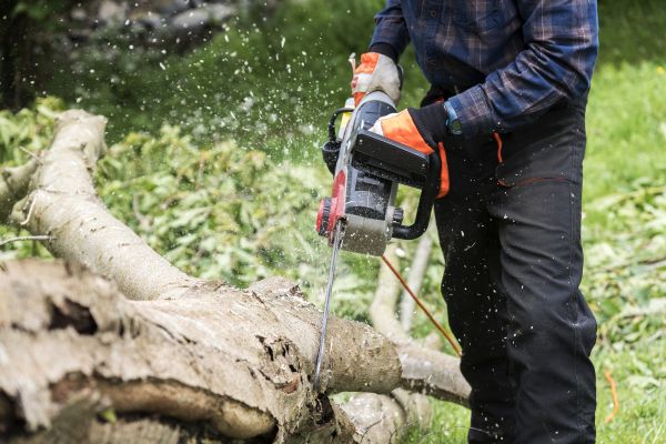 Cost of Branch Removal Service in Sterling