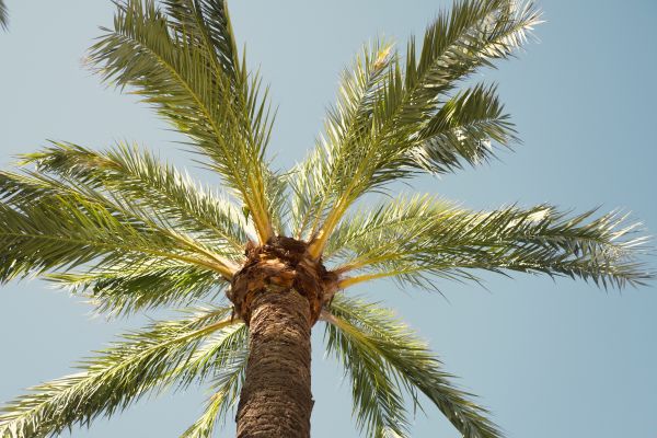 Cost of Palm Tree Pruning in Sterling