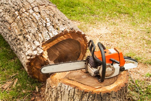 Cost of Tree Cutting Service in Sterling