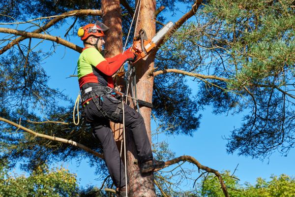 Tree Service in Sterling