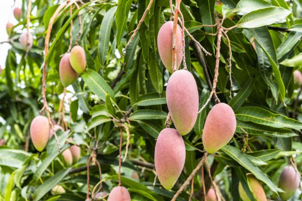 Cost of Mango Tree Trimming in Sterling