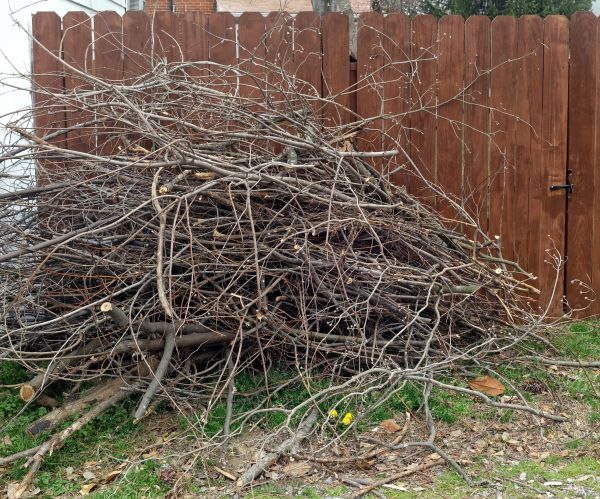 Cost of Dead Branch Removal in Sterling