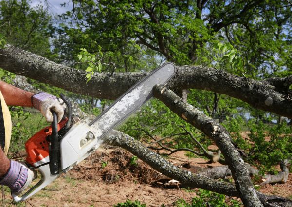 Cost of Tree Branch Cutting in Sterling
