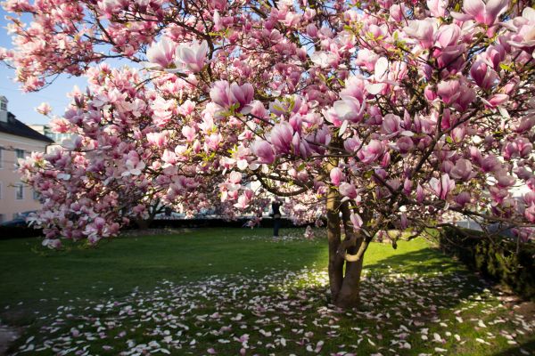 Cost of Ornamental Tree Pruning in Sterling
