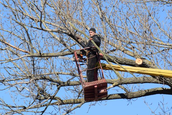 Cost of Emergency Tree Trimming in Sterling