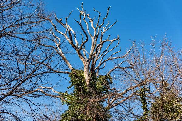 Cost of Deadwood Removal in Sterling