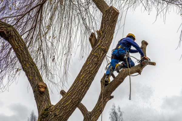 Cost of Tree Maintenance Service in Sterling