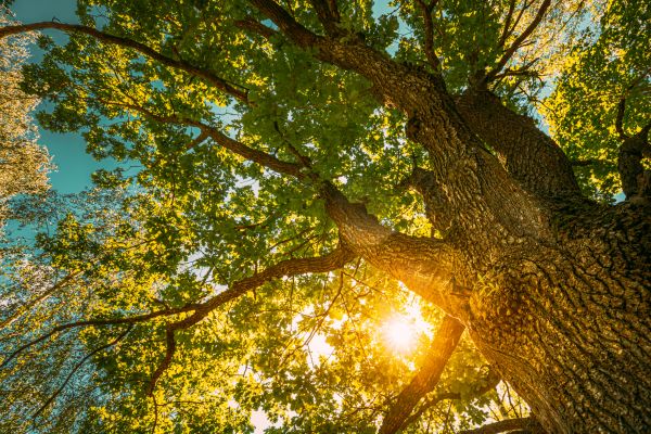 Cost of Oak Tree Pruning in Sterling
