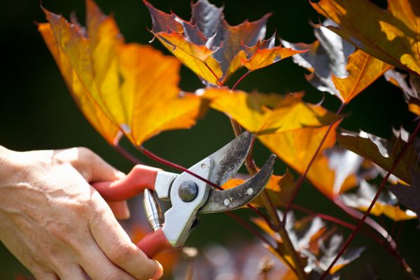 Cost of Maple Tree Pruning in Sterling