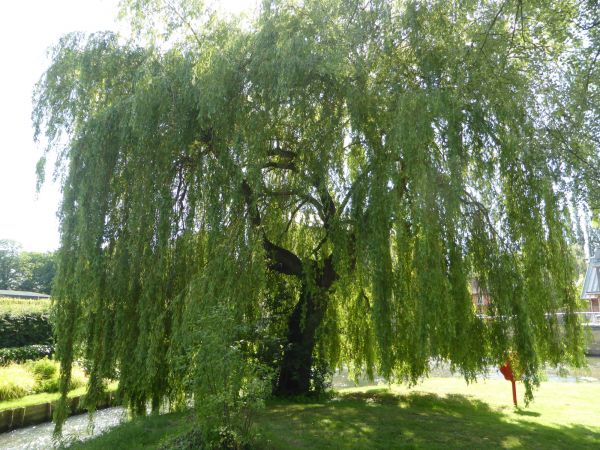 Cost of Willow Tree Trimming in Sterling