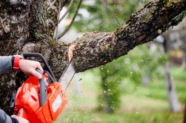 Cost of Tree Limbs Removal in Sterling