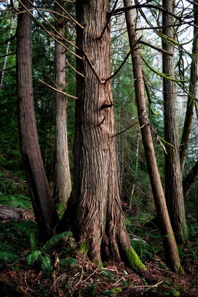 Cost of Cedar Tree Trimming in Sterling