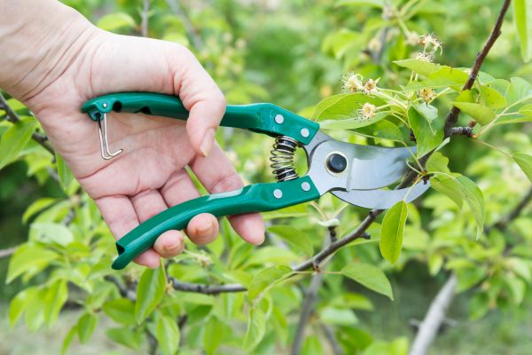 Cost of Pear Tree Pruning in Sterling