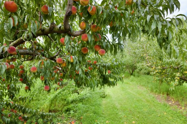 Cost of Peach Tree Pruning in Sterling