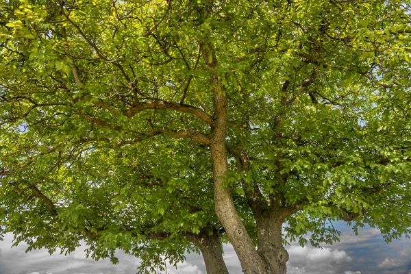 Cost of Walnut Tree Trimming in Sterling