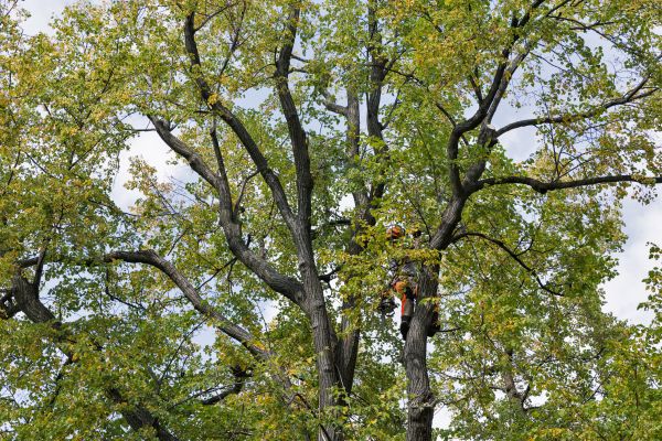 Cost of Tree Crown Shaping in Sterling