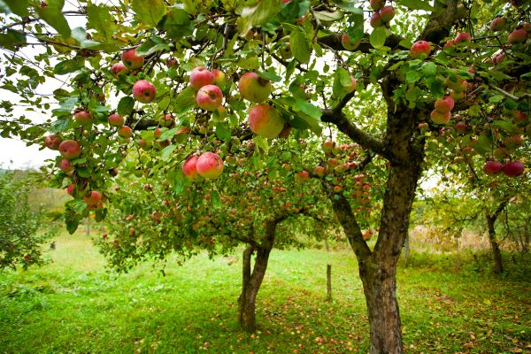Cost of Apple Tree Pruning in Sterling