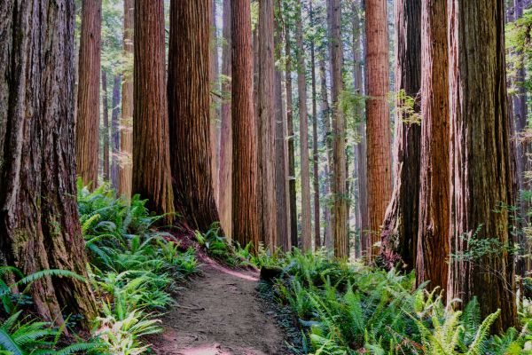 Cost of Redwood Tree Trimming in Sterling
