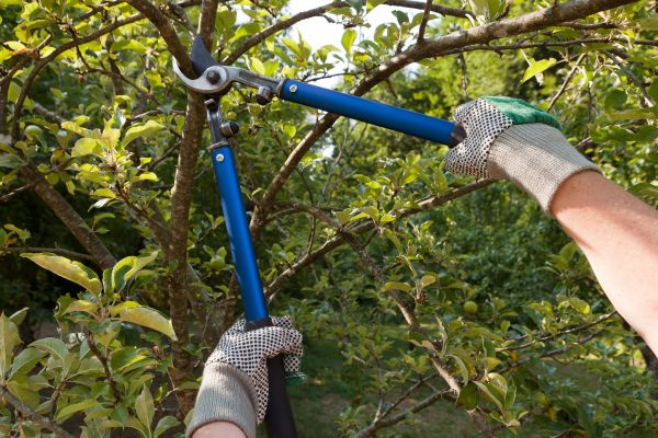 Cost of Residential Tree Pruning in Sterling