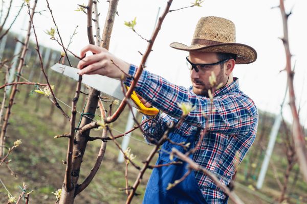 Cost of Orchard Tree Pruning in Sterling