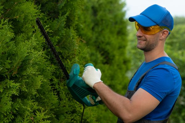 Cost of Tree Shaping Service in Sterling