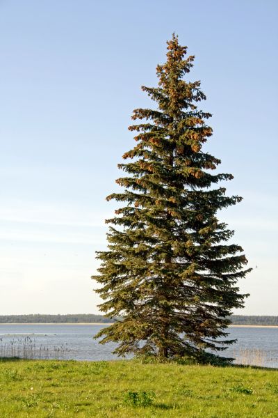 Cost of Spruce Tree Pruning in Sterling