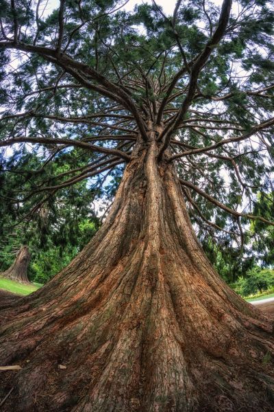 Cost of Cedar Tree Pruning in Sterling