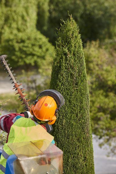Cost of Cypress Tree Trimming in Sterling