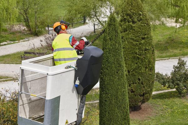 Cost of Cypress Tree Pruning in Sterling