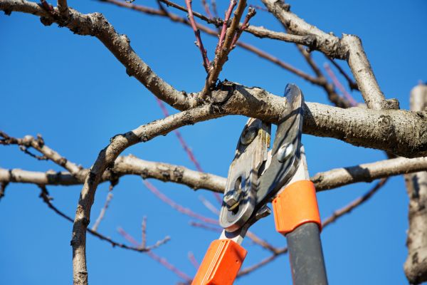 Cost of Peach Tree Trimming in Sterling
