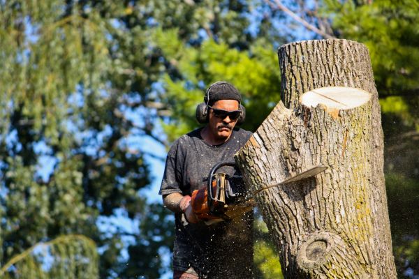 Cost of Ash Tree Pruning in Sterling