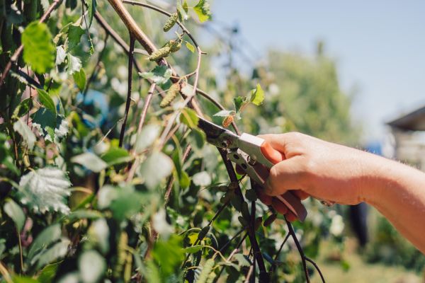 Cost of Birch Tree Pruning in Sterling