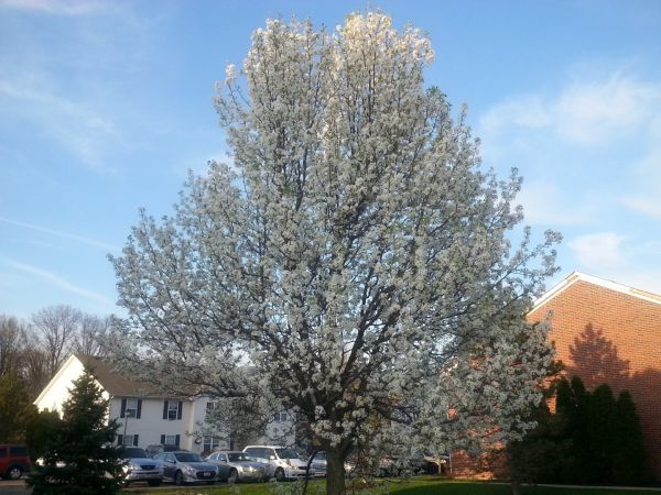 Cost of Bradford Pear Tree Pruning in Sterling