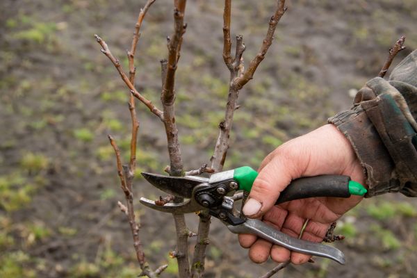 Cost of Pear Trees Pruning in Sterling