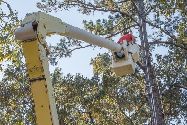Cost of Limbs Trimming in Sterling
