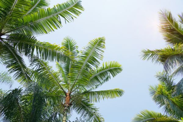 Cost of Queen Palm Tree Trimming in Sterling