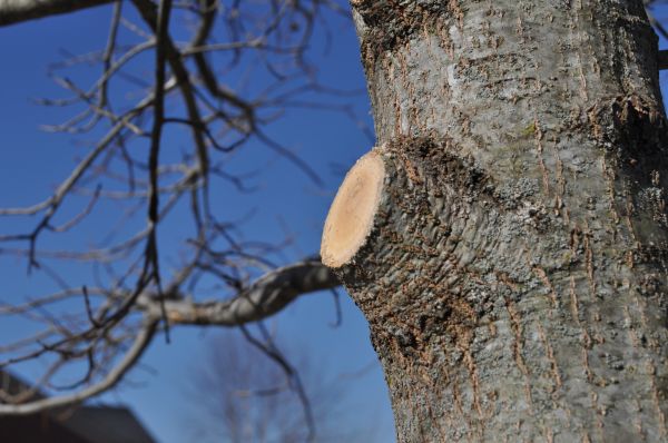 Cost of Limb Pruning in Sterling