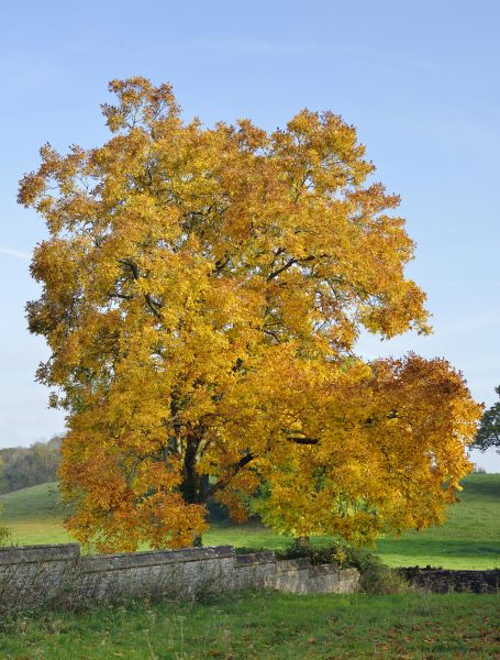 Cost of Hickory Tree Trimming in Sterling