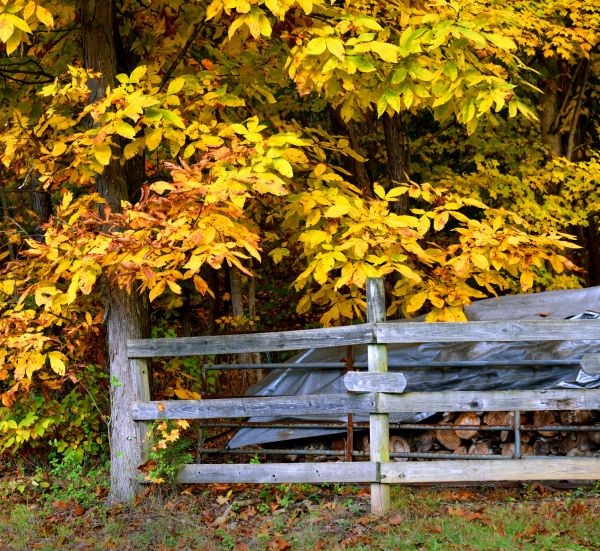 Cost of Hickory Tree Pruning in Sterling