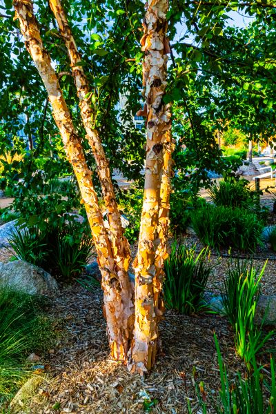 Cost of River Birch Trimming in Sterling
