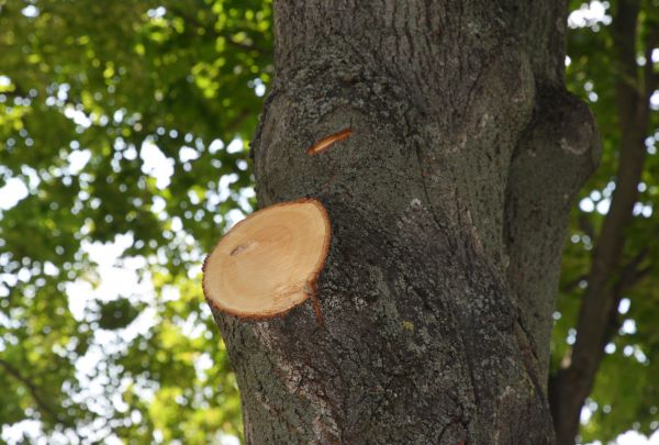 Cost of Limb Cutting in Sterling