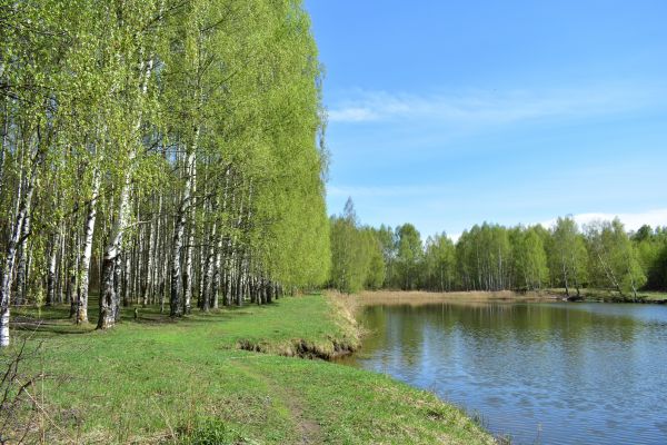 Cost of River Birch Pruning in Sterling