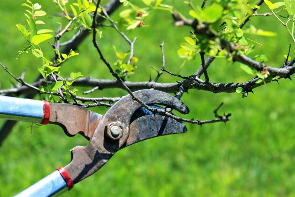 Cost of Branches Pruning in Sterling