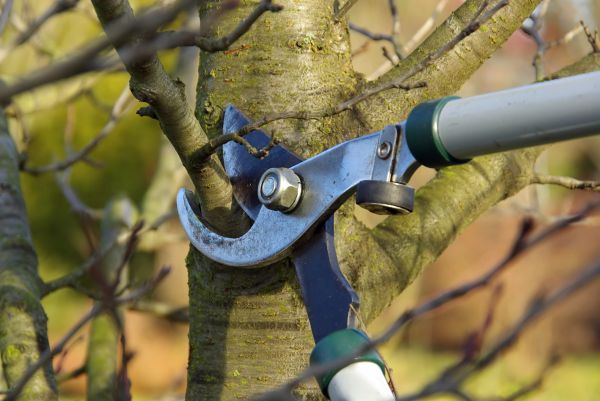 Cost of Tree Limb Trimming Service in Sterling