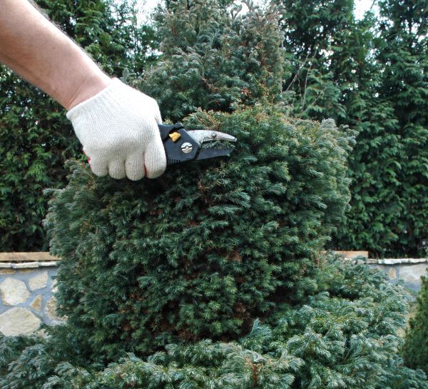 Cost of Ornamental Tree Trimming in Sterling