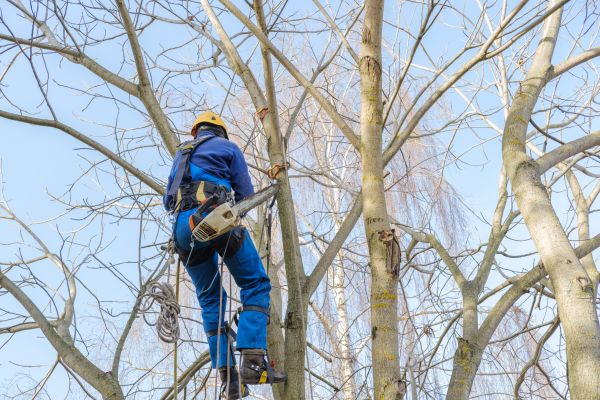 Cost of Large Tree Trimming in Sterling
