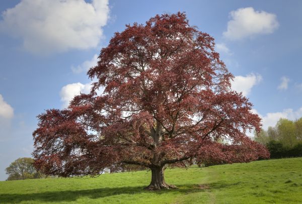 Cost of Beech Tree Pruning in Sterling