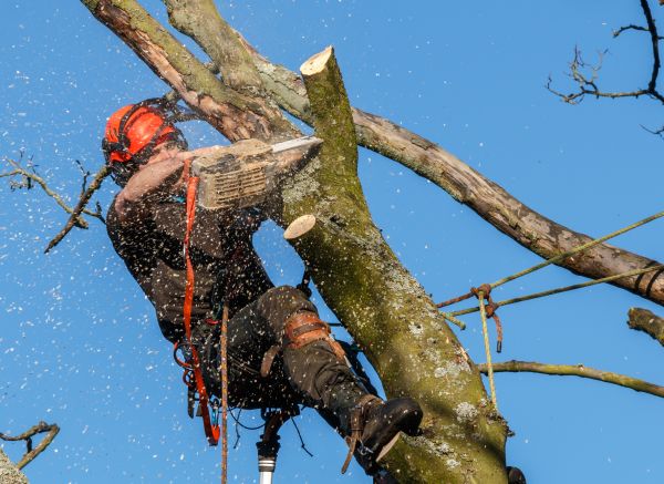 Cost of Tree Trimming Service in Sterling