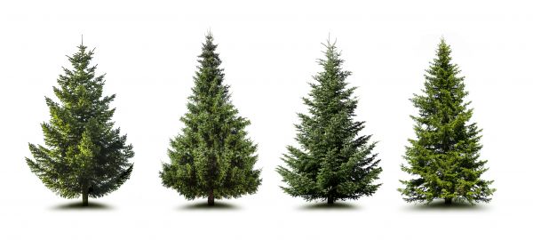 Cost of Pine Tree Trimming in Sterling