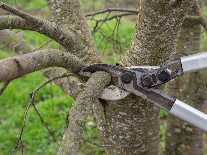 Branches Pruning